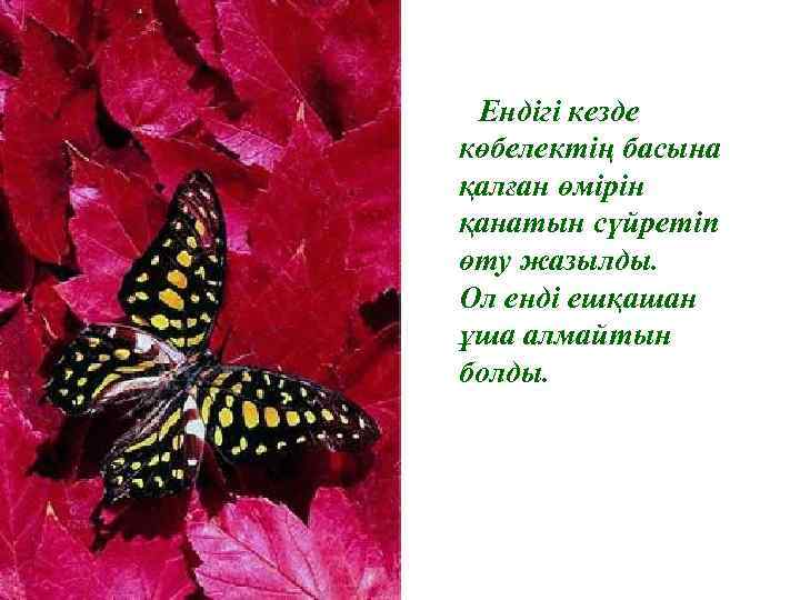 Ендігі кезде көбелектің басына қалған өмірін қанатын сүйретіп өту жазылды. Ол енді ешқашан ұша