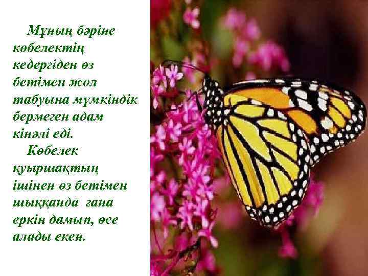 Мұның бәріне көбелектің кедергіден өз бетімен жол табуына мүмкіндік бермеген адам кінәлі еді. Көбелек