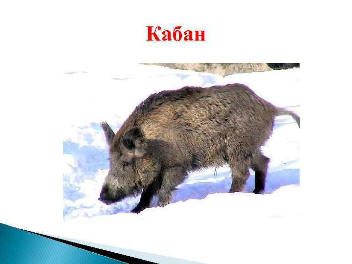 Кабан 