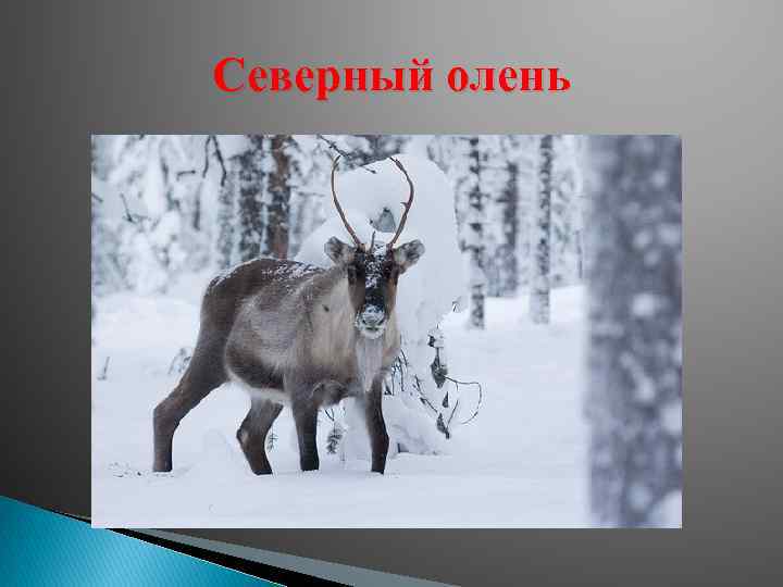 Северный олень 