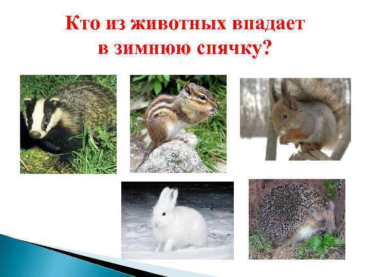 Кто из животных впадает в зимнюю спячку? 