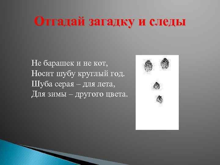 Текст песни по следам. Загадка про следы. Стихи про следы для детей. Загадка про следы для детей. Загадки про следы животных.