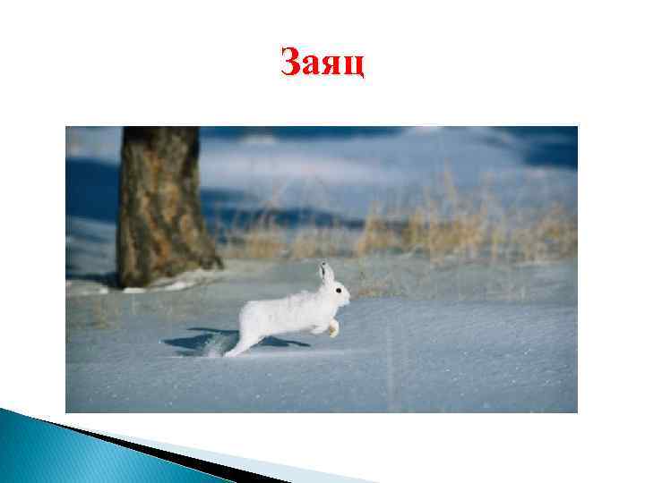 Заяц 