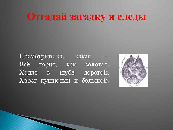 Отгадай загадку и следы Посмотрите-ка, какая — Всё горит, как золотая. Ходит в шубе
