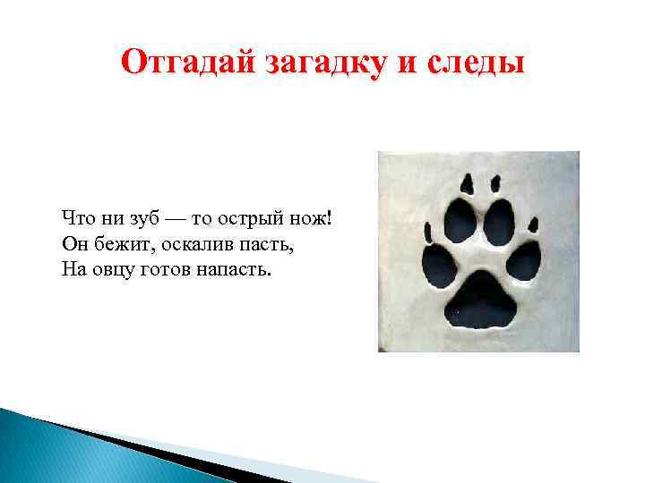 Отгадай загадку и следы Что ни зуб — то острый нож! Он бежит, оскалив