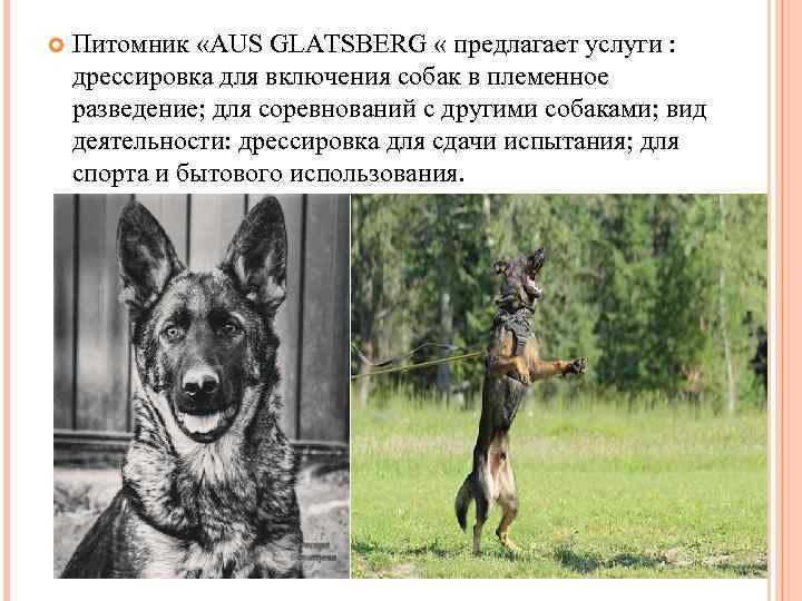  Питомник «AUS GLATSBERG « предлагает услуги : дрессировка для включения собак в племенное