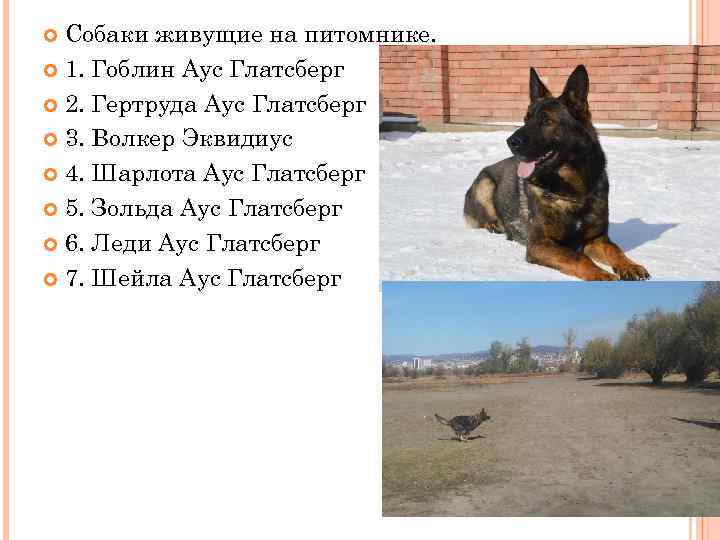 Собаки живущие на питомнике. 1. Гоблин Аус Глатсберг 2. Гертруда Аус Глатсберг 3. Волкер