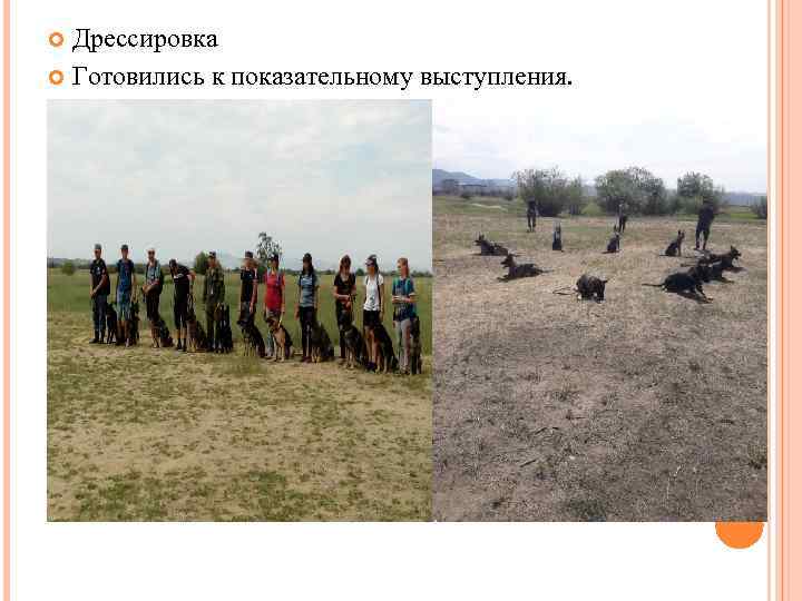 Дрессировка Готовились к показательному выступления. 