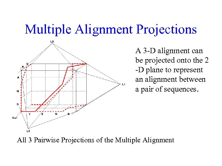 Multiple Alignment Projections A 3 -D alignment can be projected onto the 2 -D