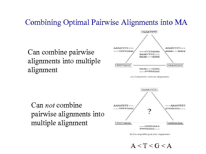 Combining Optimal Pairwise Alignments into MA Can combine pairwise alignments into multiple alignment Can