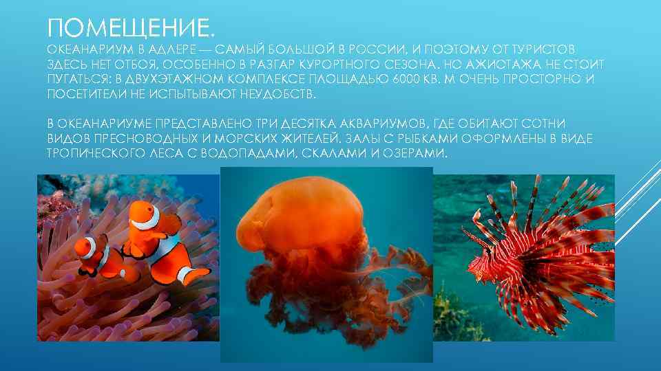 ПОМЕЩЕНИЕ. ОКЕАНАРИУМ В АДЛЕРЕ — САМЫЙ БОЛЬШОЙ В РОССИИ, И ПОЭТОМУ ОТ ТУРИСТОВ ЗДЕСЬ