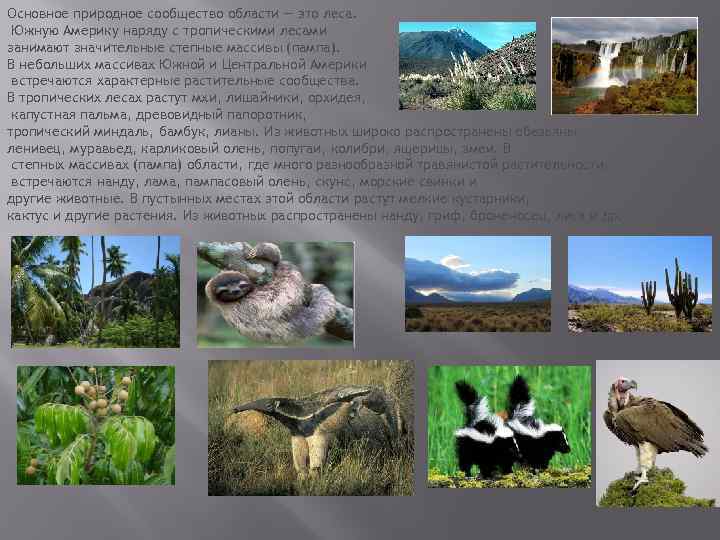 Основное природное сообщество области — это леса. Южную Америку наряду с тропическими лесами занимают