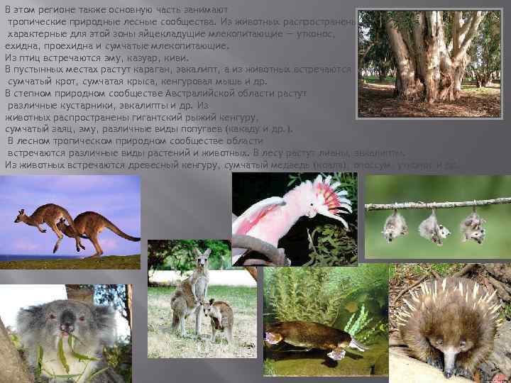 В этом регионе также основную часть занимают тропические природные лесные сообщества. Из животных распространены