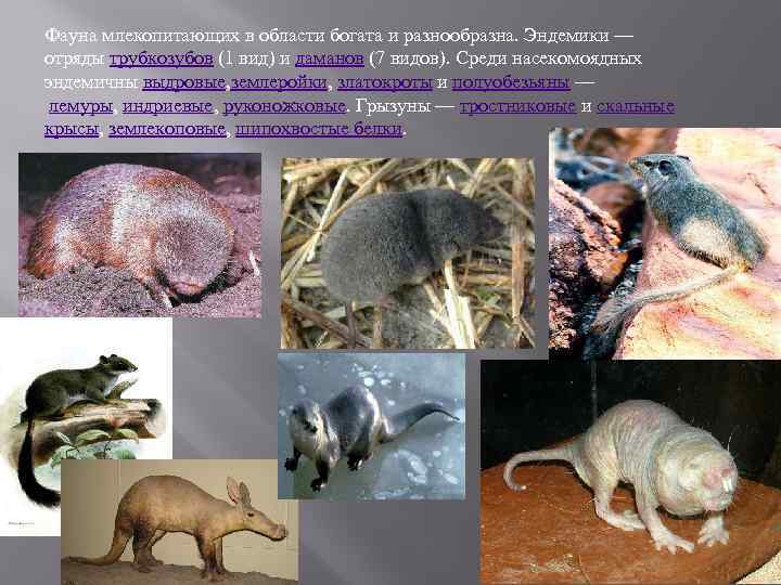 Фауна млекопитающих в области богата и разнообразна. Эндемики — отряды трубкозубов (1 вид) и