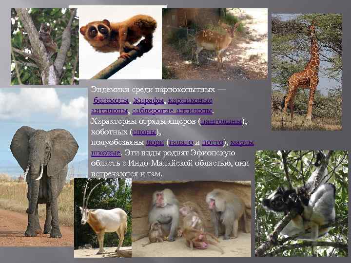 Эндемики среди парнокопытных — бегемоты, жирафы, карликовые антилопы, саблерогие антилопы. Характерны отряды ящеров (панголины),
