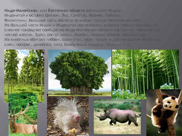 Индо-Малайская, или Восточная область охватывает Индию, Индокитай и острова Цейлон, Яву, Суматру, Борнео, Тайвань,