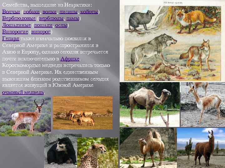 Семейства, вышедшие из Неарктики: Волчьи (собаки, волки, лисицы, койоты) Верблюдовые (верблюды, ламы) Лошадиные (лошади,