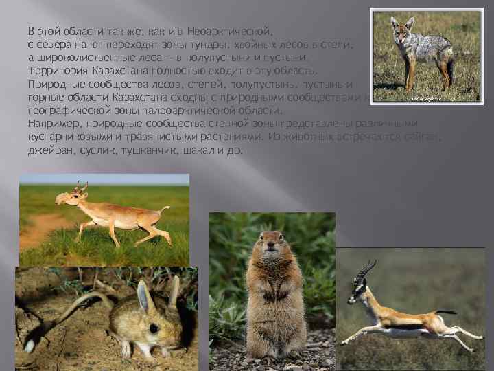 В этой области так же, как и в Неоарктической, с севера на юг переходят