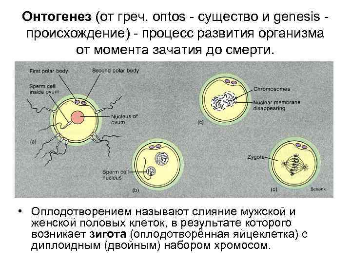 Онтогенез (от греч. ontos - существо и genesis - происхождение) - процесс развития организма