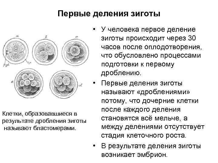 Первые деления зиготы • У человека первое деление зиготы происходит через 30 часов после