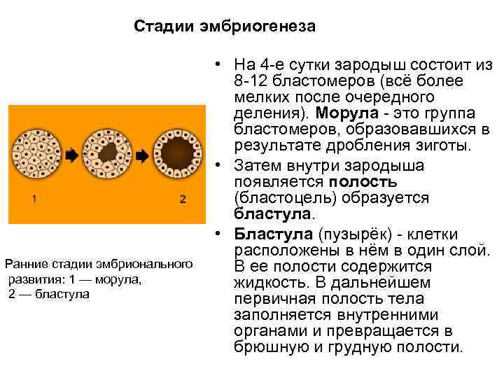 Стадии эмбриогенеза Ранние стадии эмбрионального развития: 1 — морула, 2 — бластула • На