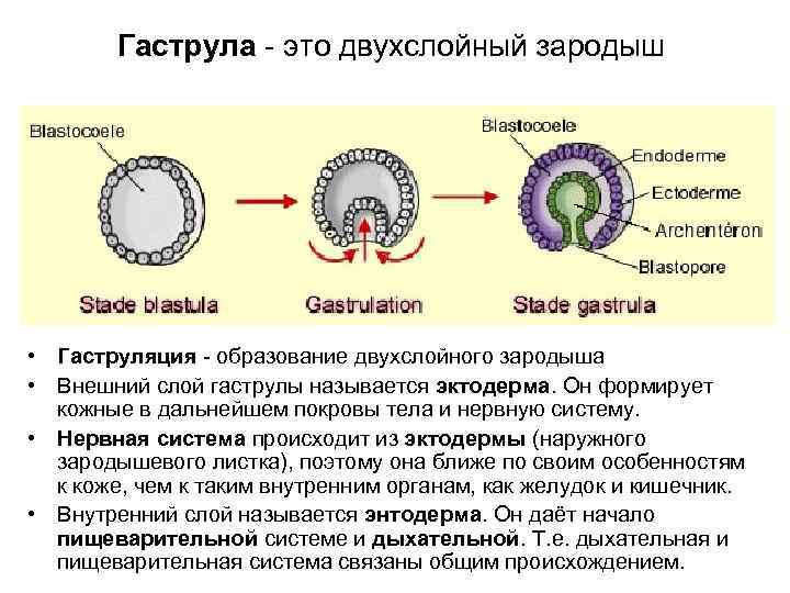 Гаструла - это двухслойный зародыш • Гаструляция - образование двухслойного зародыша • Внешний слой