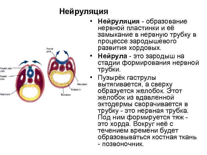 Нейруляция • Нейруляция - образование нервной пластинки и её замыкание в нервную трубку в