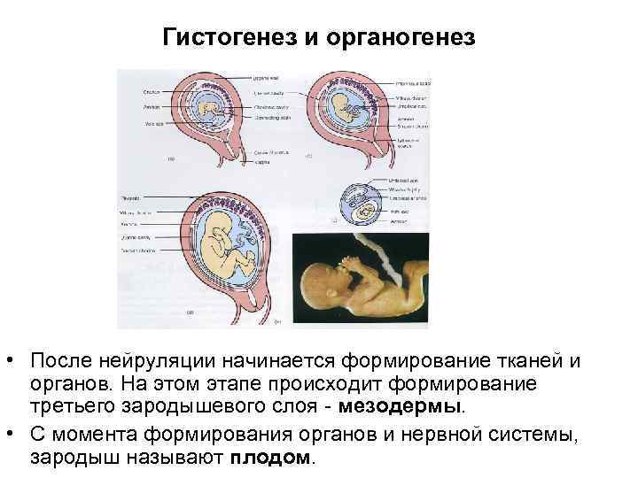 Гистогенез и органогенез • После нейруляции начинается формирование тканей и органов. На этом этапе