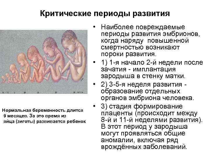Критические периоды развития Нормальная беременность длится 9 месяцев. За это время из яйца (зиготы)