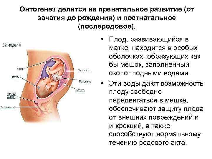Онтогенез делится на пренатальное развитие (от зачатия до рождения) и постнатальное (послеродовое). • Плод,