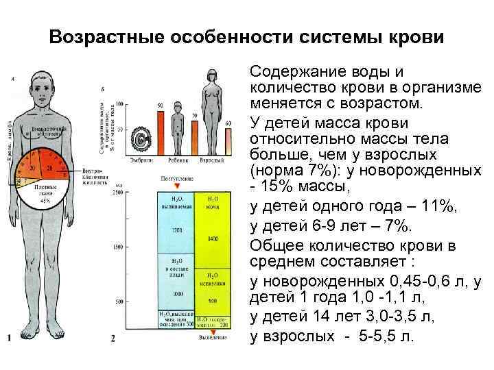 Возрастные особенности системы крови • Содержание воды и количество крови в организме меняется с