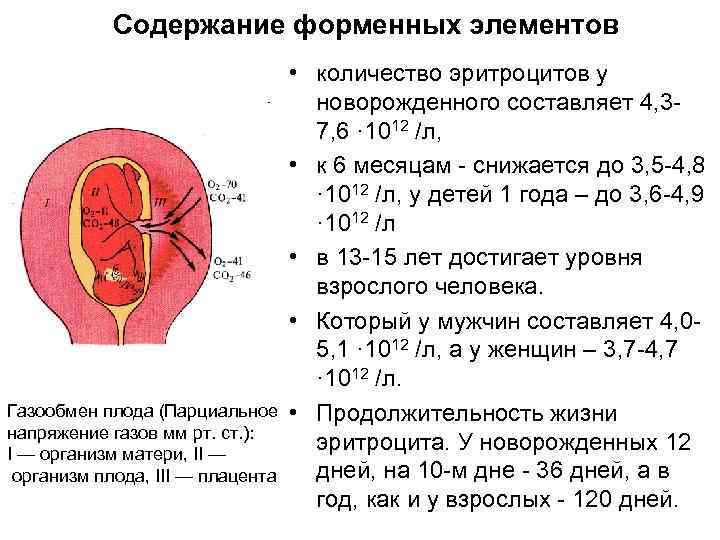 Содержание форменных элементов • количество эритроцитов у новорожденного составляет 4, 37, 6 · 1012