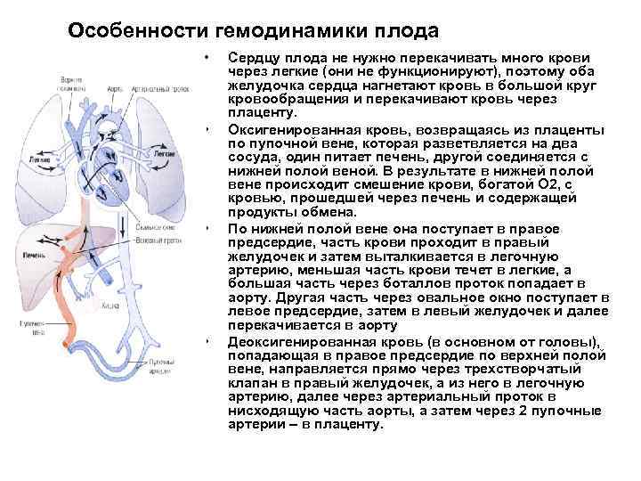 Особенности гемодинамики плода • • Сердцу плода не нужно перекачивать много крови через легкие