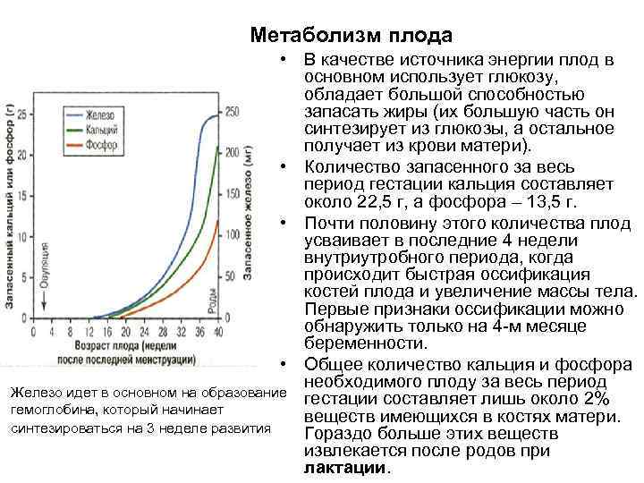 Метаболизм плода • В качестве источника энергии плод в основном использует глюкозу, обладает большой