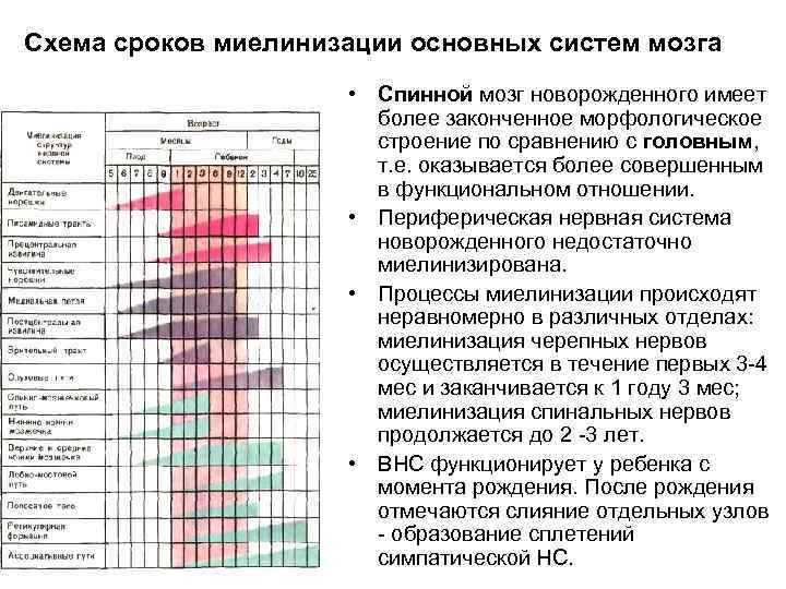 Схема сроков миелинизации основных систем мозга • Спинной мозг новорожденного имеет более законченное морфологическое