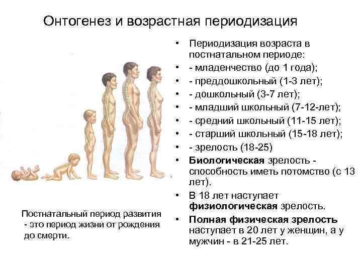 Онтогенез и возрастная периодизация Постнатальный период развития - это период жизни от рождения до