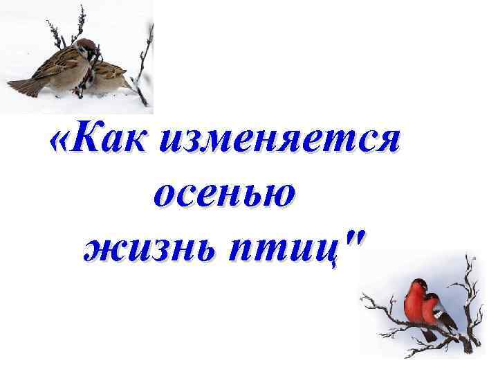  «Как изменяется осенью жизнь птиц" 