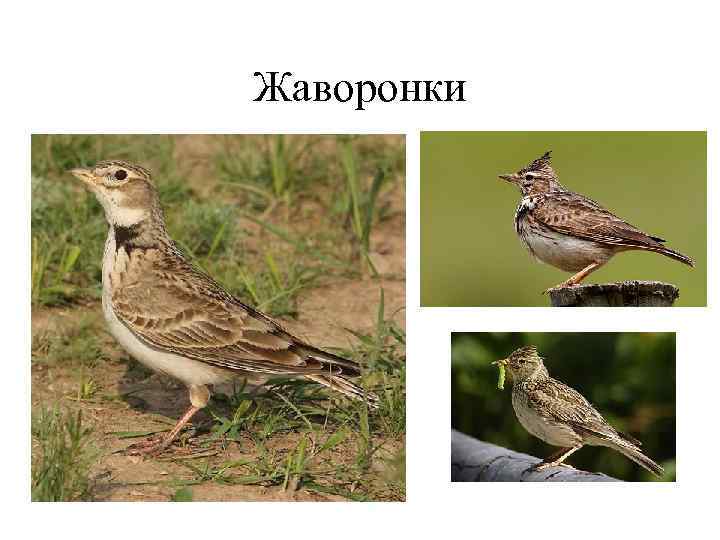 Жаворонки 