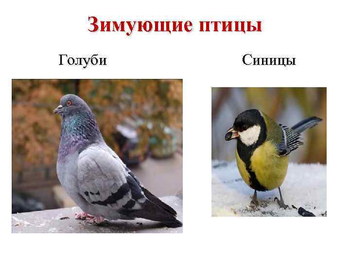 Зимующие птицы Голуби Синицы 