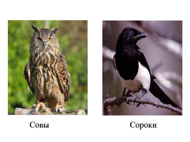 . Совы Сороки 