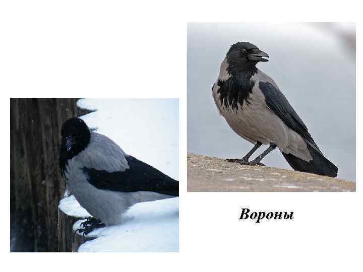 Вороны 