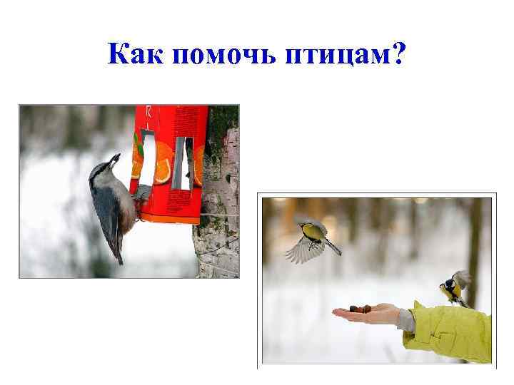 Как помочь птицам? 