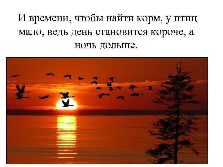И времени, чтобы найти корм, у птиц мало, ведь день становится короче, а ночь