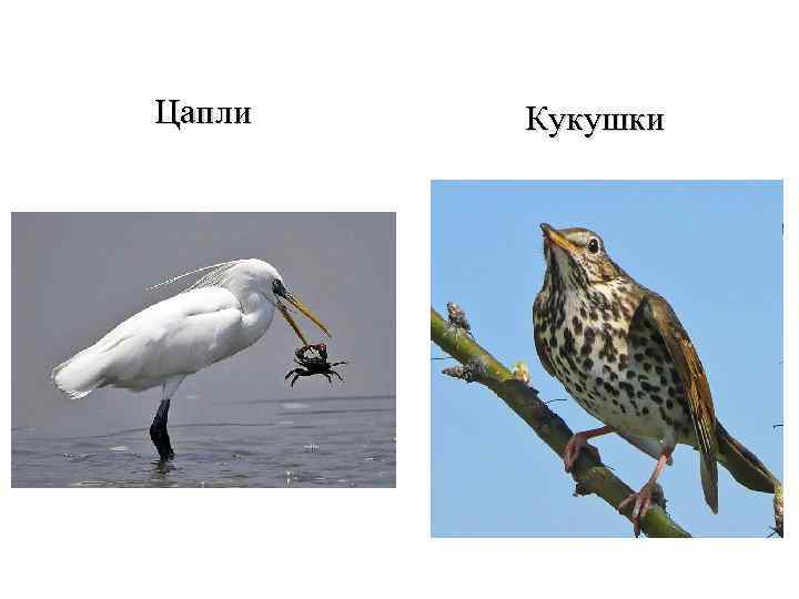 Цапли Кукушки 