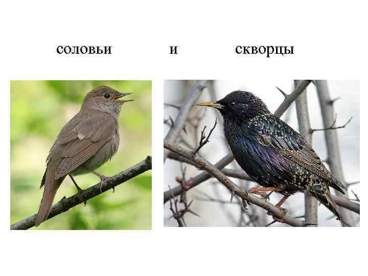 Грач и скворец фото отличие