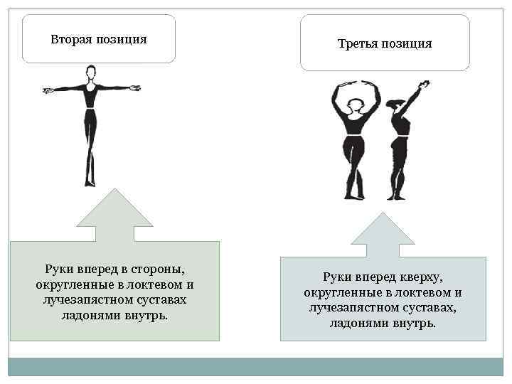 Вторая позиция Руки вперед в стороны, округленные в локтевом и лучезапястном суставах ладонями внутрь.