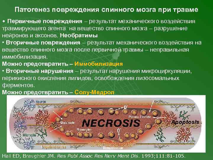 Патогенез повреждения спинного мозга при травме • Первичные повреждения – результат механического воздействия травмирующего