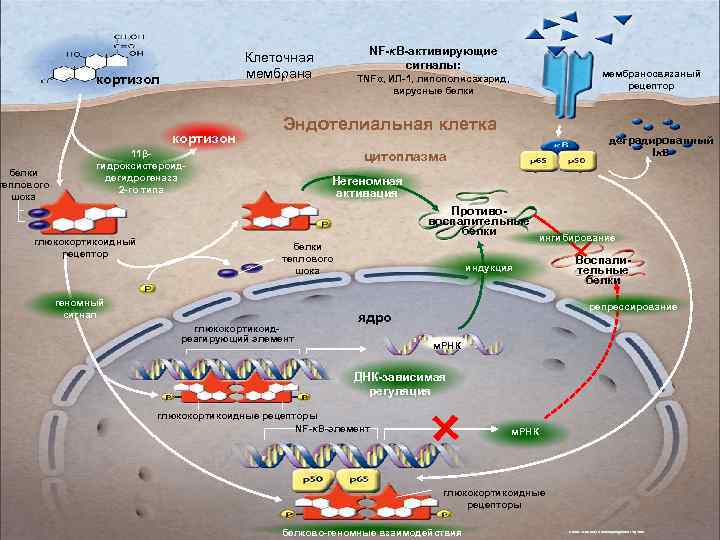 кортизол кортизон белки теплового шока мембраносвязаный рецептор TNFα, ИЛ-1, липополисахарид, вирусные белки Эндотелиальная клетка