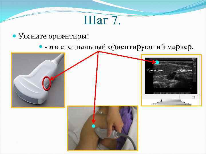 Шаг 7. Уясните ориентиры! -это специальный ориентирующий маркер. Краниально Каудально 