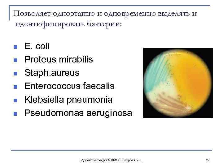 Позволяет одноэтапно и одновременно выделять и идентифицировать бактерии: n n n E. сoli Proteus